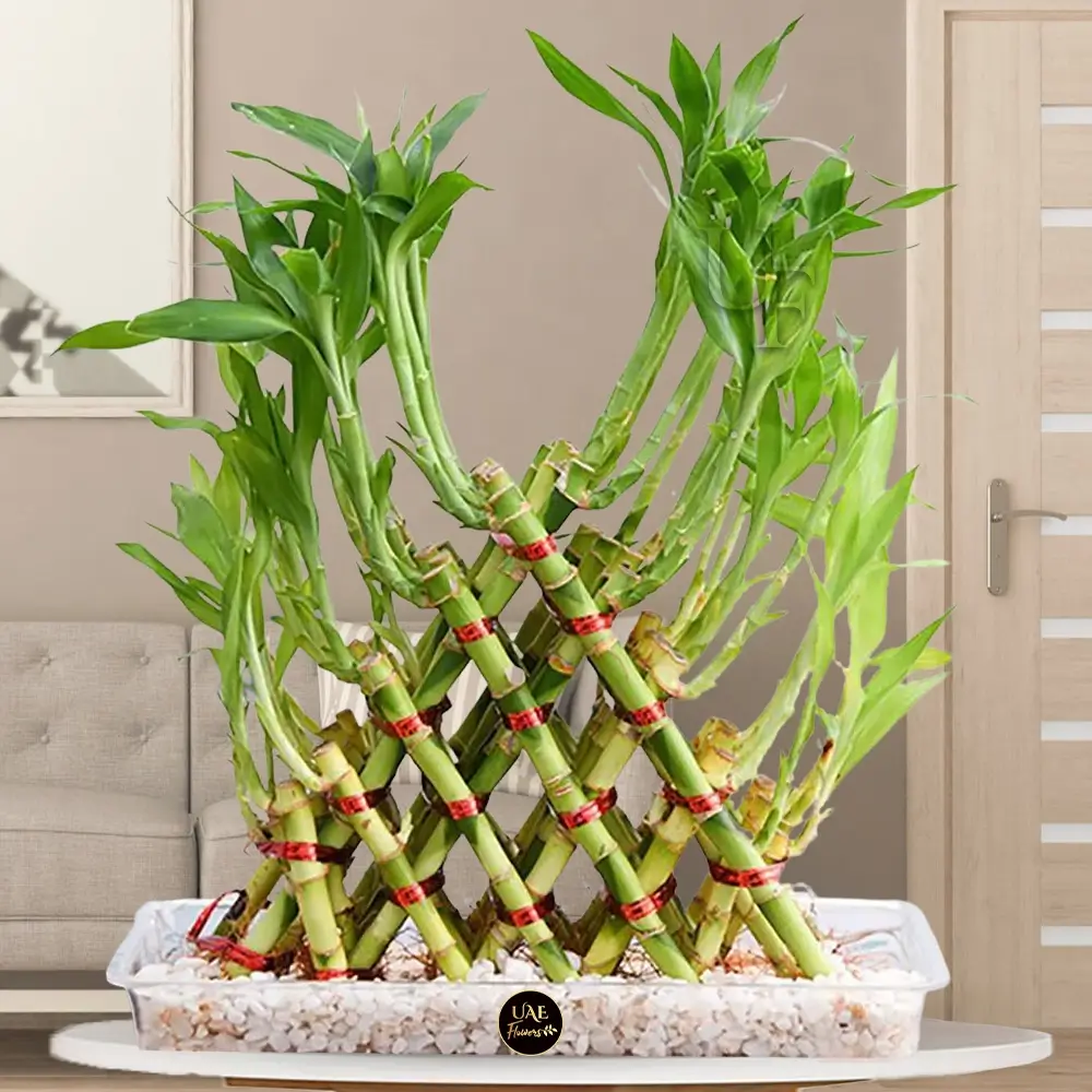 Lucky Bamboo
