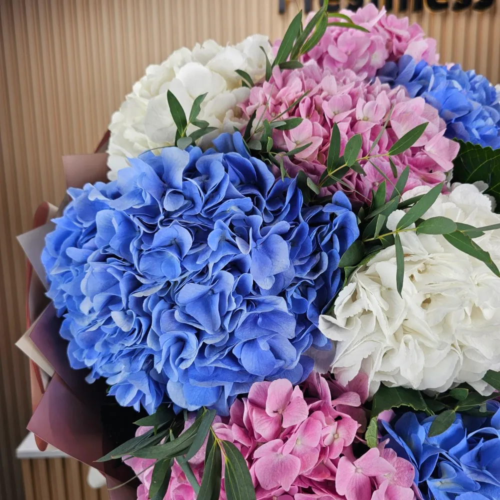 A bouquet of 15 mixed colour Hydrangeas