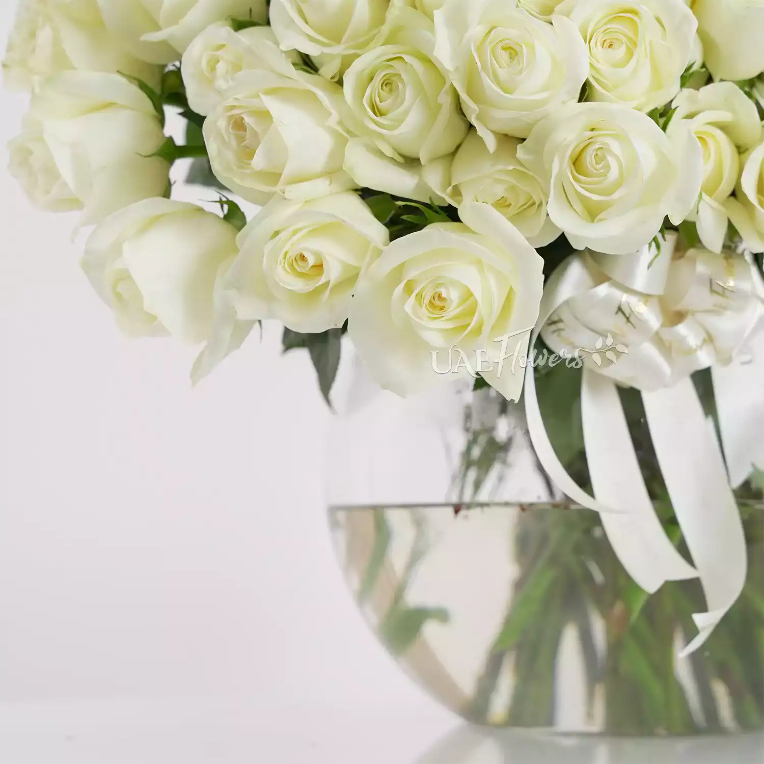 Glass vase of 50 white roses with white orchid and limonium fillers tied with satin ribbon