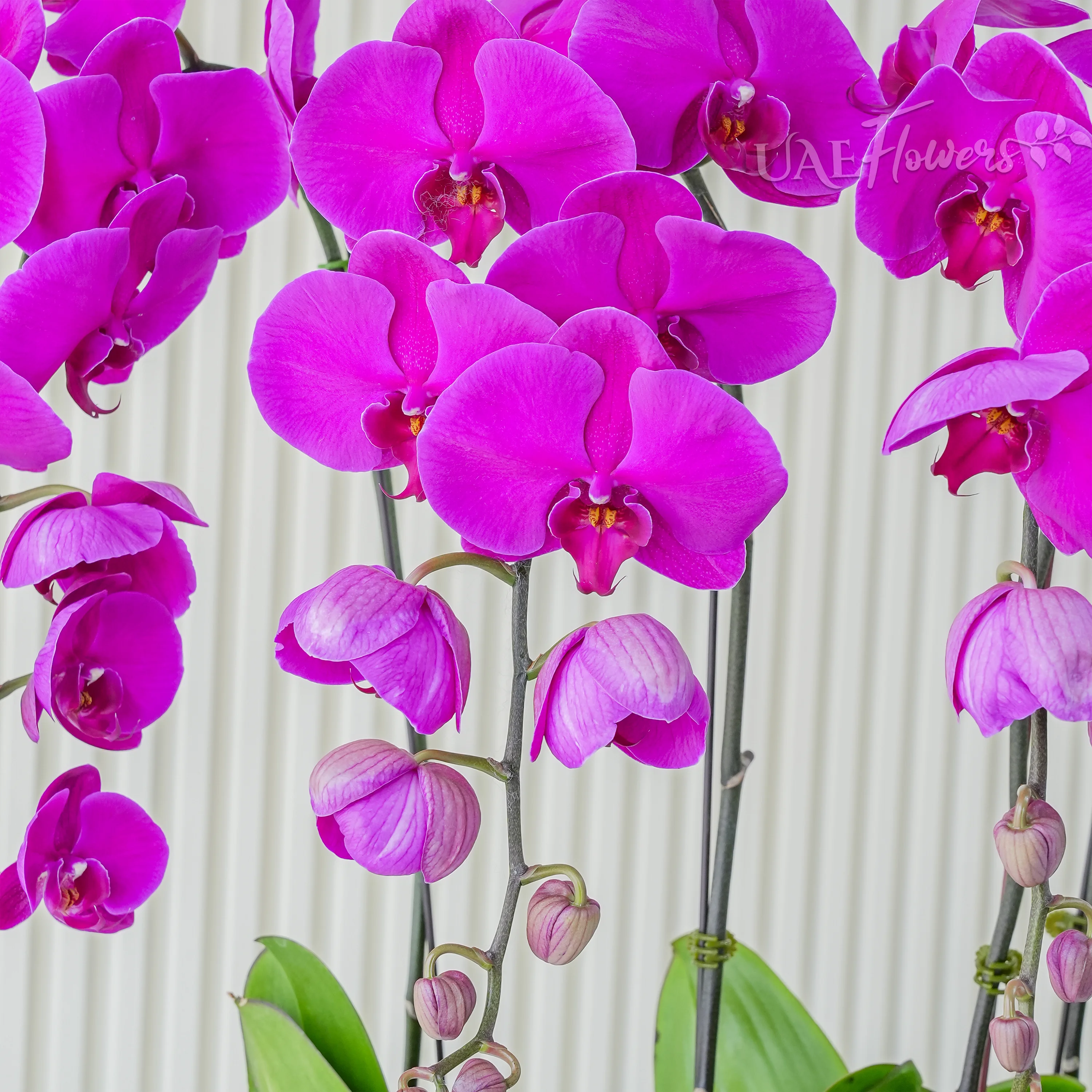 4 dark pink phalaenopsis orchid plants in a blue pot