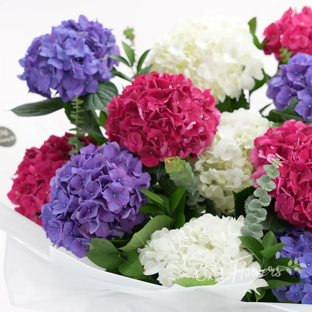 bouquet with red, white, and purple hydrangeas